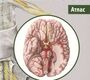 Анатомия человека. Атлас. В 3-х томах. Том III. Учение о нервной системе. 2-е издание. Сапин М.Р. 2019 г.