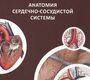 Анатомия сердечно-сосудистой системы. Учебное пособие. Козлов В.И. 2016 г.