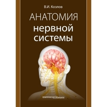 Анатомия нервной системы. Козлов. 2024г.