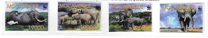 Savannenolifant, Mozambique.