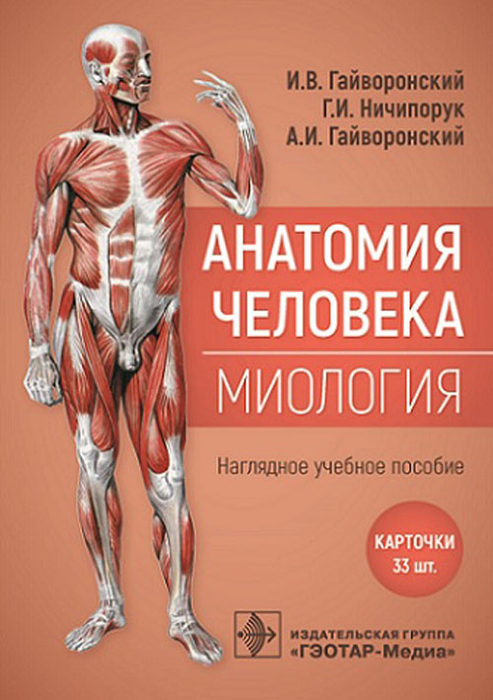 Анатомия человека. Миология. Комплект карточек. Наглядное учебное пособие. Гайворонский.  2023г.