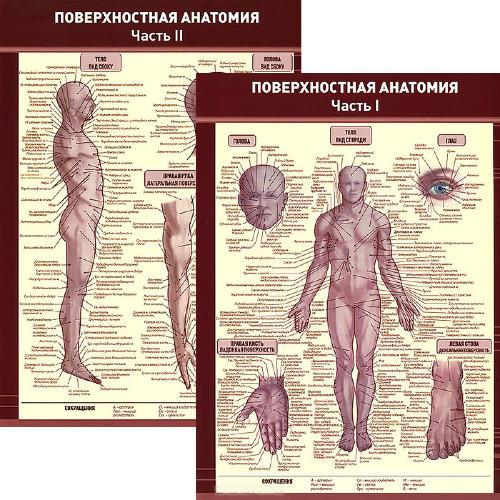 Поверхностная анатомия. Плакат в 2-частях. 2013 г.