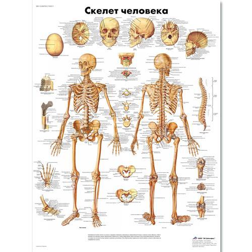 Медицинский плакат "Скелет человека"