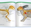 Атлас анатомии мелких домашних животных. Маккракен Т., Кайнер Р. 2015 г.