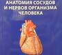 Систематическая анатомия сосудов и нервов организма человека. Гайворонский И.В., Фандеева О.М., Ничипорук Г.