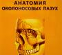 Функциональная анатомия околоносовых пазух. Гайворонский. 2025 г.