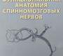 Функциональная анатомия спинномозговых нервов. Гайворонский. 2024 г.