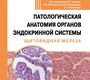 Патологическая анатомия органов эндокринной системы. Щитовидная железа. Абросимов. 2026 г.