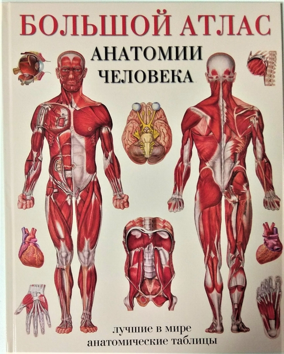Большой атлас анатомии человека. Лучшие в мире анатомические таблицы. Мягкий. 2021 г.